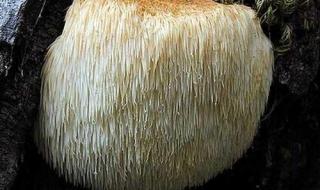 蘑菇的生长周期是多长时间 蘑菇的生长过程